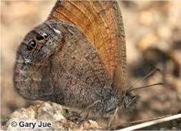 Attēlu rezultāti vaicājumam “Oeneis jutta underside”