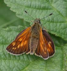 Attēlu rezultāti vaicājumam “Ochlodes sylvanus female”