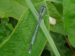 Attēlu rezultāti vaicājumam “Platycnemis pennipes”