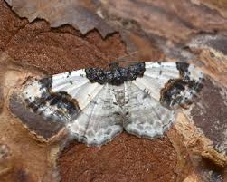 Attēlu rezultāti vaicājumam “Ligdia adustata”