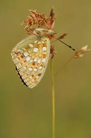 Attēlu rezultāti vaicājumam “Argynnis niobe underside”