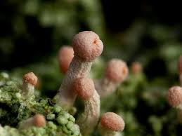 Attēlu rezultāti vaicājumam “Dibaeis baeomyces”