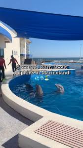 Image result for Adventure Dolphin