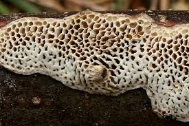 Attēlu rezultāti vaicājumam “Datronia mollis”