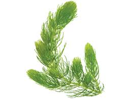 Attēlu rezultāti vaicājumam “Ceratophyllum demersum”