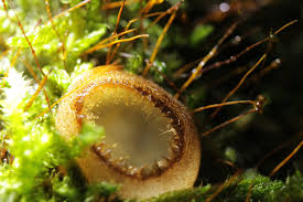 Attēlu rezultāti vaicājumam “Humaria hemisphaerica”