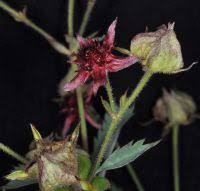 Attēlu rezultāti vaicājumam “Comarum palustre leaf”