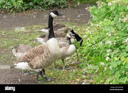 Attēlu rezultāti vaicājumam “Branta canadensis adult”