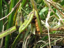 Attēlu rezultāti vaicājumam “Iris pseudacorus fruit”