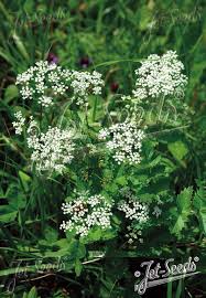 Image result for Pimpinella major