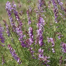Attēlu rezultāti vaicājumam “Vicia tenuifolia flower”