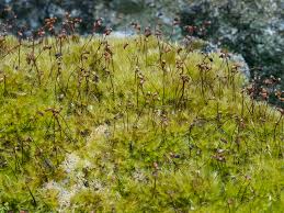 Attēlu rezultāti vaicājumam “Rhynchostegiella tenella macro”