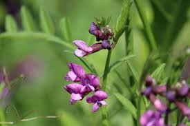 Attēlu rezultāti vaicājumam “Vicia sepium flower”