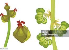 Attēlu rezultāti vaicājumam “Quercus robur female flower”