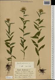 Attēlu rezultāti vaicājumam “Inula salicina”