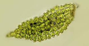 Attēlu rezultāti vaicājumam “Pseudobryum cinclidioides cells”