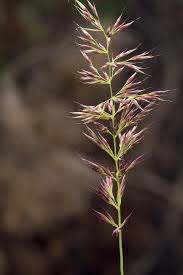 Attēlu rezultāti vaicājumam “Calamagrostis arundinacea leaf”