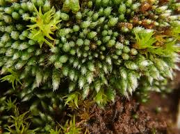 Attēlu rezultāti vaicājumam “Bryum argenteum sporophyte”