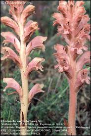 Attēlu rezultāti vaicājumam “Galium schultesii fruit”