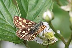 Attēlu rezultāti vaicājumam “Carterocephalus palaemon underside”