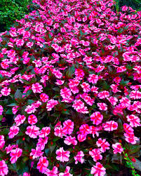 Image result for Impatiens walleriana