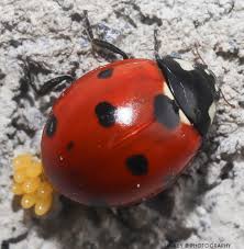 Attēlu rezultāti vaicājumam “Coccinella septempunctata”