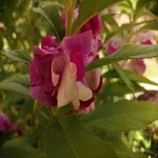 Image result for Impatiens walleriana