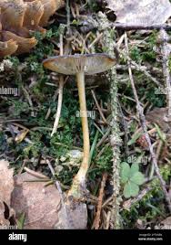 Attēlu rezultāti vaicājumam “Strobilurus esculentus”