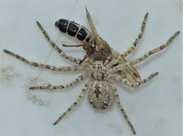 Attēlu rezultāti vaicājumam “Tetanops myopina”