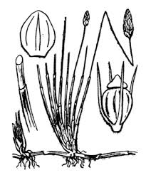 Attēlu rezultāti vaicājumam “Eleocharis uniglumis fruit”