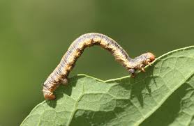 Attēlu rezultāti vaicājumam “Agriopis marginaria”