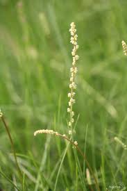 Attēlu rezultāti vaicājumam “Triglochin maritimum flower”