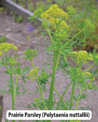 Attēlu rezultāti vaicājumam “Pastinaca sativa subsp. sylvestris flower”