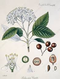 Attēlu rezultāti vaicājumam “Sorbus aria”