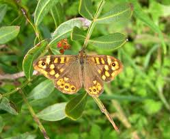 Attēlu rezultāti vaicājumam “Pararge aegeria upperside”