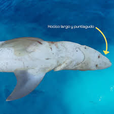 Image result for Nasolamia velox