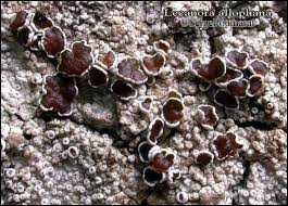 Attēlu rezultāti vaicājumam “Lecanora allophana”