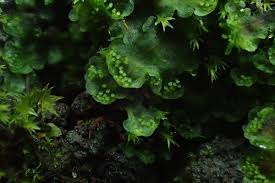 Attēlu rezultāti vaicājumam “Blasia pusilla sporophyte”