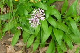 Attēlu rezultāti vaicājumam “Barbeyella minutissima stalked”