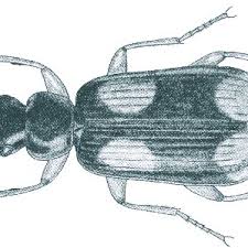 Attēlu rezultāti vaicājumam “Dromius quadrimaculatus”