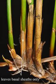 Attēlu rezultāti vaicājumam “Juncus filiformis”