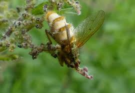 Attēlu rezultāti vaicājumam “Entomophthora”