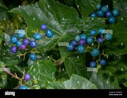 Attēlu rezultāti vaicājumam “Ampelopsis glandulosa var. brevipedunculata”