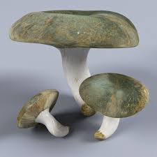 Attēlu rezultāti vaicājumam “Lactarius necator”