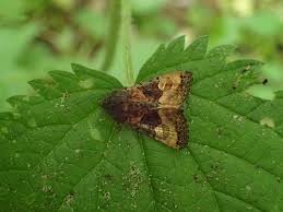 Attēlu rezultāti vaicājumam “Euplexia lucipara”