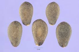 Attēlu rezultāti vaicājumam “Thladiantha dubia leaf”