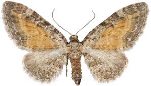 Attēlu rezultāti vaicājumam “Eupithecia icterata”