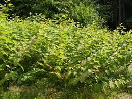 Attēlu rezultāti vaicājumam “Reynoutria sachalinensis fruit”