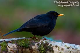 Attēlu rezultāti vaicājumam “Turdus merula male”