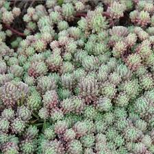 Attēlu rezultāti vaicājumam “Sedum hispanicum fruit”